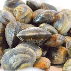 Vongole con guscio